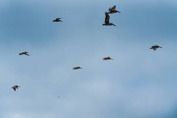 Silhuetas Pelicanos Voadores Fundo Céu Nublado — Fotografia de Stock