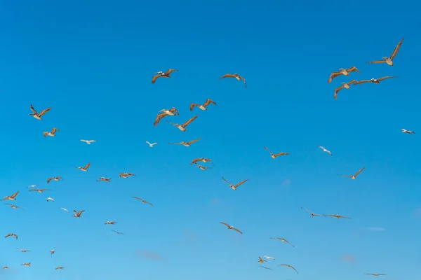 空飛ぶペリカンと澄んだ青い空の背景 — ストック写真