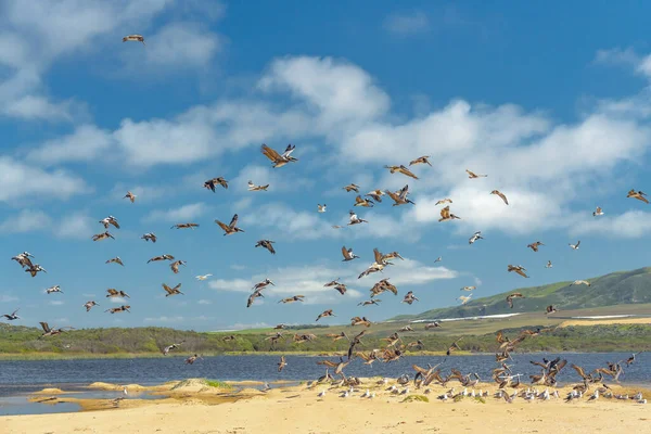 Troupeau Oiseaux Sur Plage Mouettes Pélicans Bruns Réserve Nationale Faune — Photo