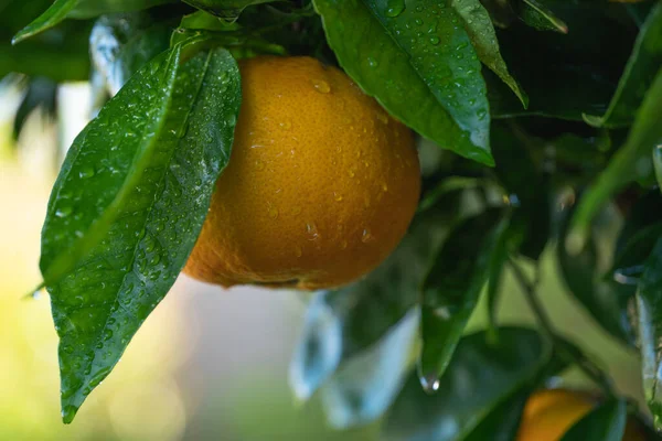Fruta Naranja Fresca Madura Con Gotas Lluvia Cerca Naranjo Jardín —  Fotos de Stock