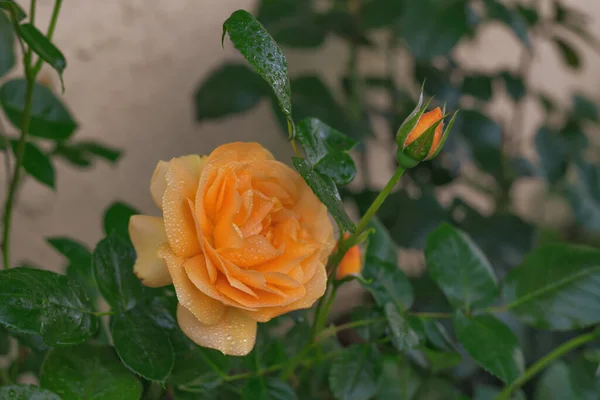 Belle Rose Jaune Fleur Près Jardin — Photo