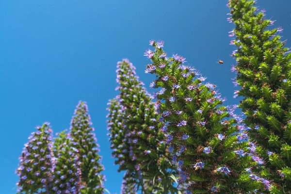 美丽的植物背景 热带花朵盛开 蓝天背景清澈 复制空间 — 图库照片