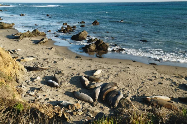 Northern Elephant Seals Beach Mating Birthing Season Piedras Blancas San Royalty Free Stock Photos