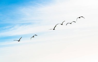 Bulutlu gökyüzü ve uçan kuşların silueti. Sakin sahne, özgürlük, umut, motivasyon konsepti, kopyalama alanı