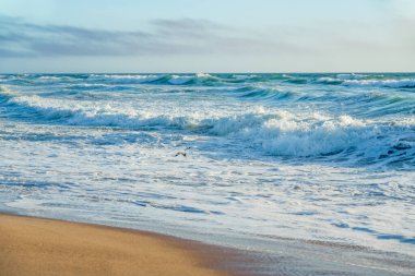 Fırtınalı okyanus, kumlu sahil, uçan kuş. Güzel deniz manzarası, California Sahili