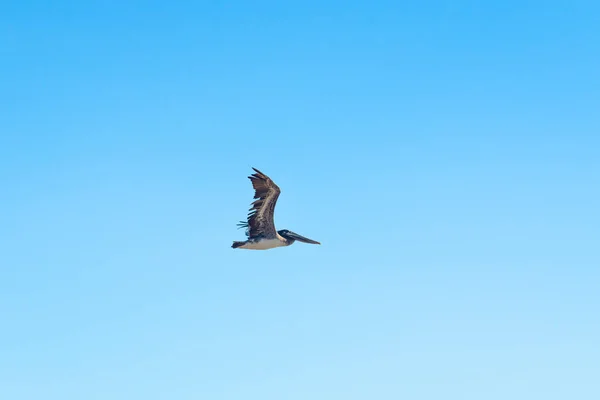 Pelícano Volador Fondo Cielo Azul Claro — Foto de Stock