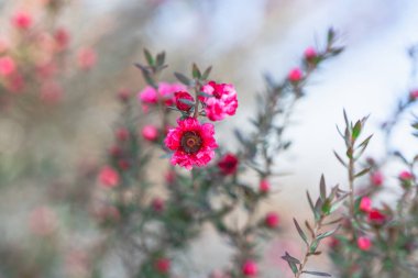 Manuka plant in bloom. Beautiful small pink flowers of manuka tree