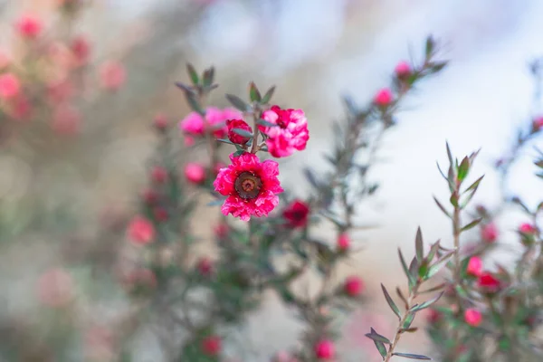 Rostlina Manuka Květu Krásné Malé Růžové Květy Stromu Manuka — Stock fotografie