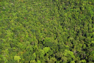 Langkawi Adası, Malezya, Asya tropik orman
