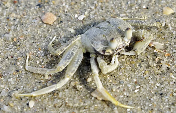 Zee Krab Aan Oever — Stockfoto