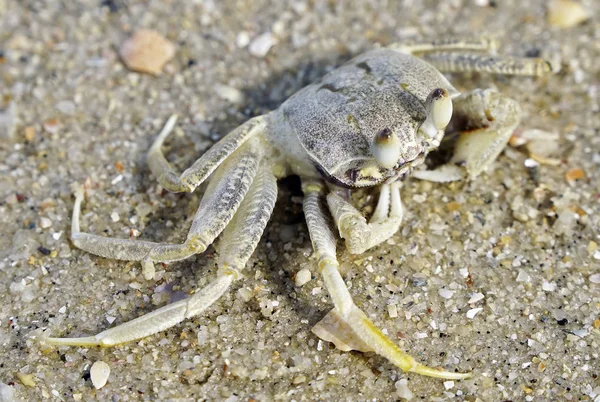 Krab Moře Pobřeží — Stock fotografie