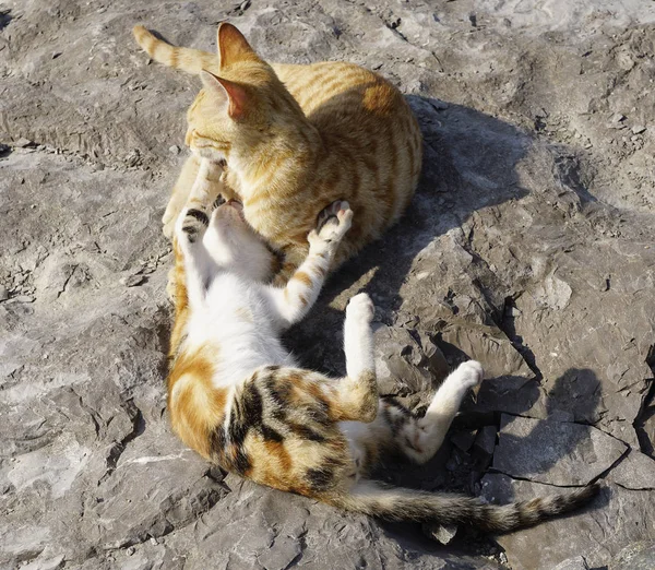 Chats Jouant Sur Les Rochers — Photo