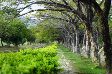 Doğal Park, Langkawi, Malezya, Asya