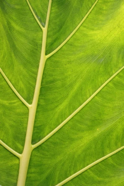 Texture di una foglia verde come sfondo — Foto Stock