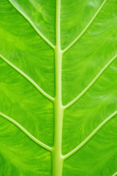 Textur av ett grönt blad som bakgrund — Stockfoto