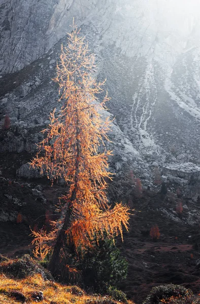 Höstlandskap Cadini Misurina Dolomiterna Italien Europa — Stockfoto