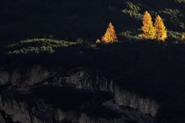 Larch Forest Autumn Dolomites Italy — Stock Photo, Image