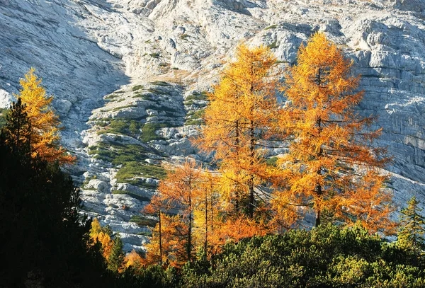 Couleurs Automne Dans Les Dolomites Italie Europe — Photo