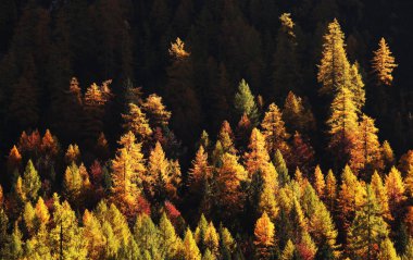 Larch forest in autumn, Dolomites, Italy