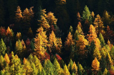 Larch forest in autumn, Dolomites, Italy