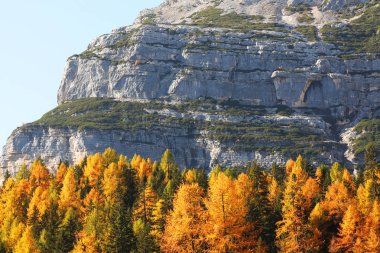 Larch forest in autumn, Dolomites, Italy
