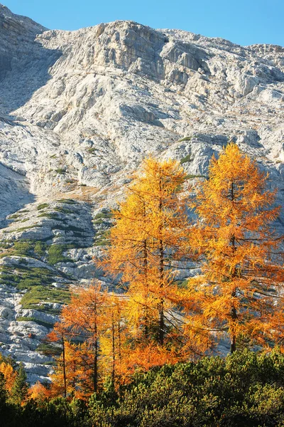 Larch Forest Autumn Dolomites Italy — Stockfoto