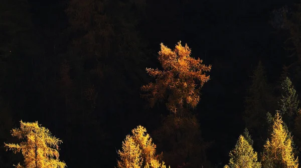 Larch Forest Autumn Dolomites Italy — Stockfoto