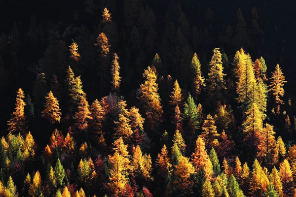 Велетенські Ліси Восени Доломіти Італія — стокове фото