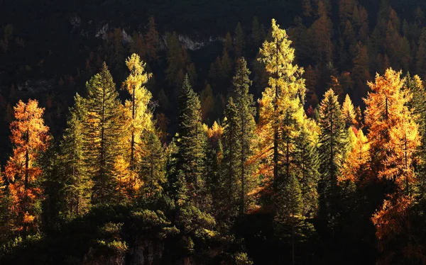 Larch Forest Autumn Dolomites Itália — Fotografia de Stock