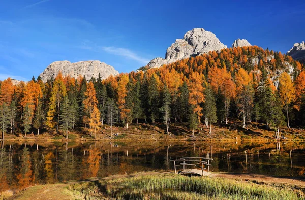 Bosque Alerce Otoño Dolomitas Italia — Foto de Stock