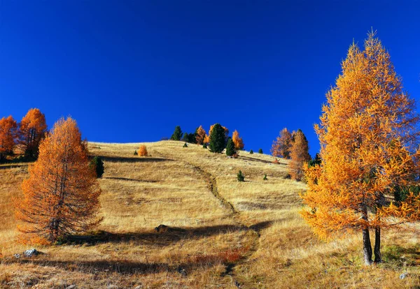 Paysage Automne Seiser Alm Grande Prairie Alpine Haute Altitude Europe — Photo