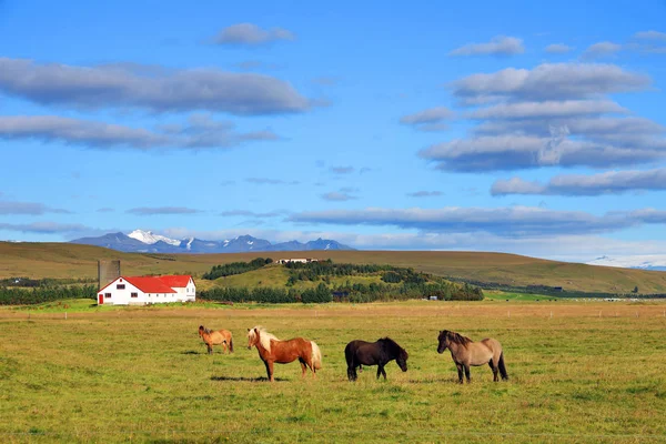 Icelandic Horses Grazing Meadow Breed Developed Iceland Europe — Stok fotoğraf