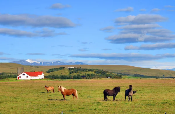 Icelandic Horses Grazing Meadow Breed Developed Iceland Europe — Stok fotoğraf