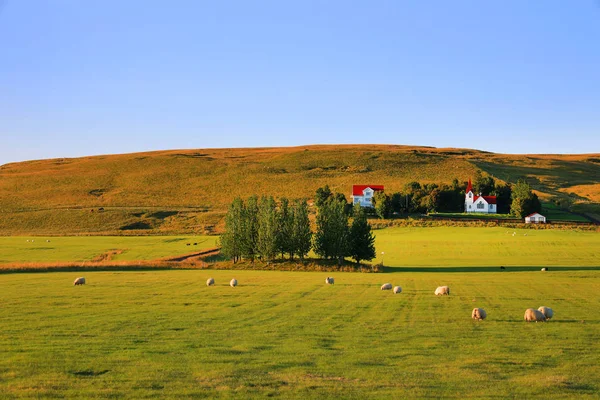 典型的なアイスランドの牧草地で羊の放牧 ヨーロッパ — ストック写真