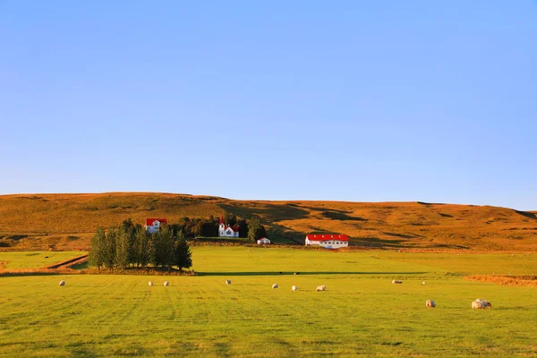 Πρόβατα Βόσκησης Τυπικό Λιβάδι Της Ισλανδίας Ευρώπη — Φωτογραφία Αρχείου