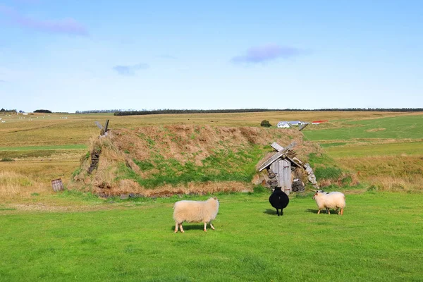 Ovce Pasoucí Typické Ostrovní Louce Evropa — Stock fotografie