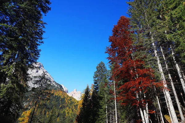 Осінній Альпійський Промінь Доломітах Італія — стокове фото