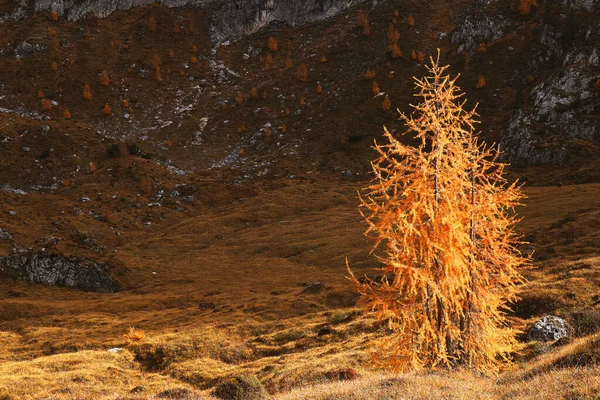 Autumn Alpine Light Dolomites Italy Europe — ストック写真