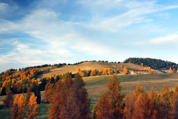 Сцени Осіннього Сходу Жовтими Личинками Альпе Сіузі Seiser Alm Dolomites — стокове фото