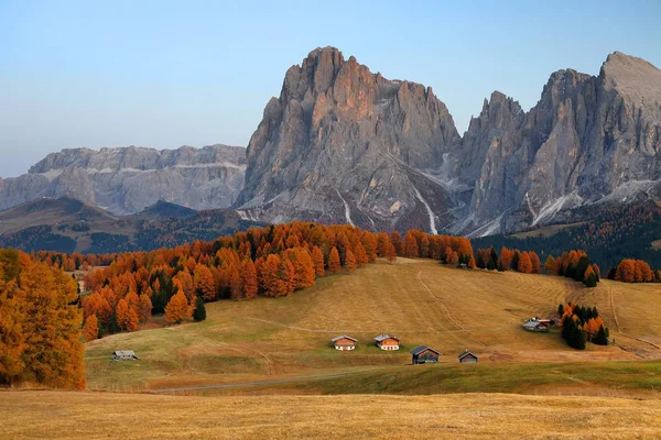 Höstens Soluppgång Med Gula Lärkor Alpe Siusi Seiser Alm Dolomiterna — Stockfoto