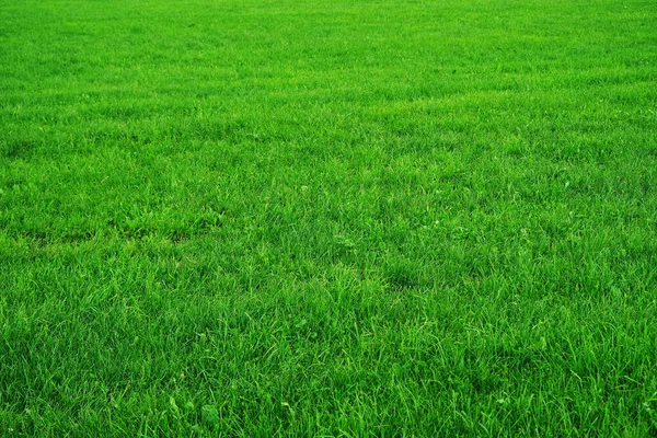 Green Summer Grass Abstract Background — Stock Photo, Image