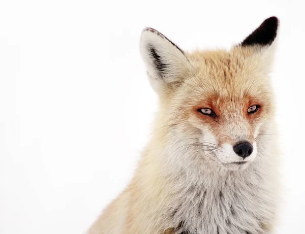 Wildfuchs Winter Natürlicher Lebensraum — Stockfoto