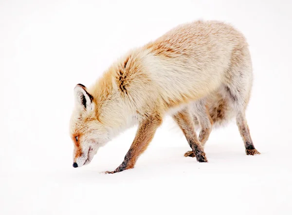 Wild Fox Winter Natural Habitat — Stock Photo, Image