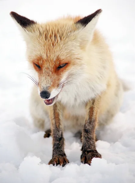 Dziki Lis Zimowym Środowisku Naturalnym — Zdjęcie stockowe