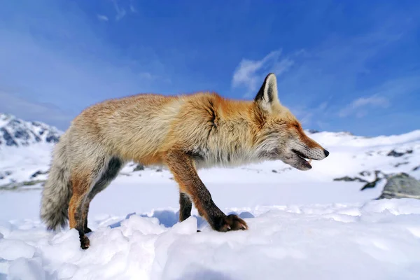 Wild Fox Winter Natural Habitat — Stock Photo, Image