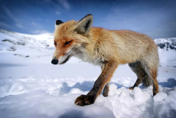 Άγρια Αλεπού Στο Φυσικό Περιβάλλον Του Χειμώνα — Φωτογραφία Αρχείου
