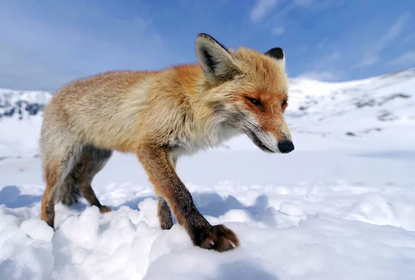 Volpe Selvatica Inverno Habitat Naturale — Foto Stock