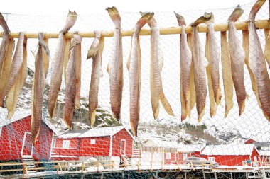  Nussfjord köyünün resmi, Lofoten Adaları. Norveç 'in su üzerindeki tarihi balıkçı köyü, Avrupa