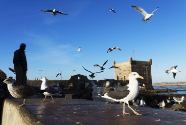 Fas, Afrika 'daki Essaouira tatil köyü.