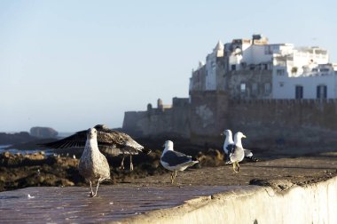 Fas, Afrika 'daki Essaouira tatil köyü.